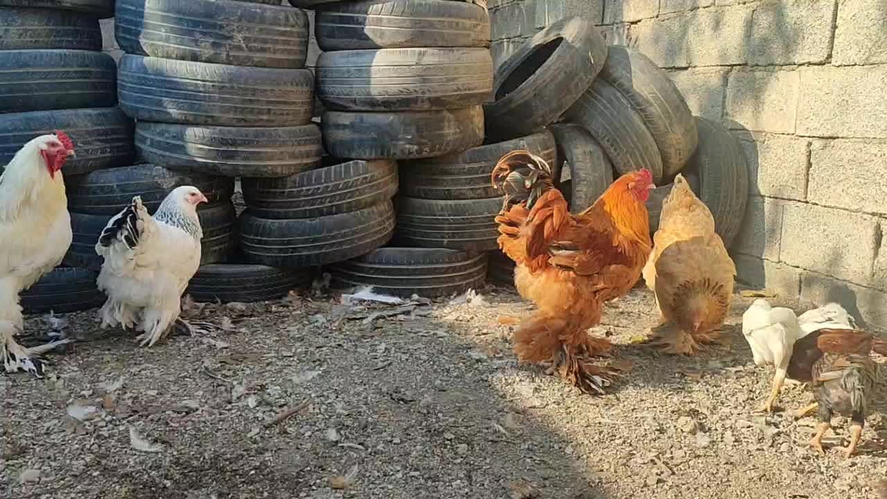 مرغ و خروس برهما وارداتی غول پیکر|حیوانات مزرعه|رامیان, |دیوار