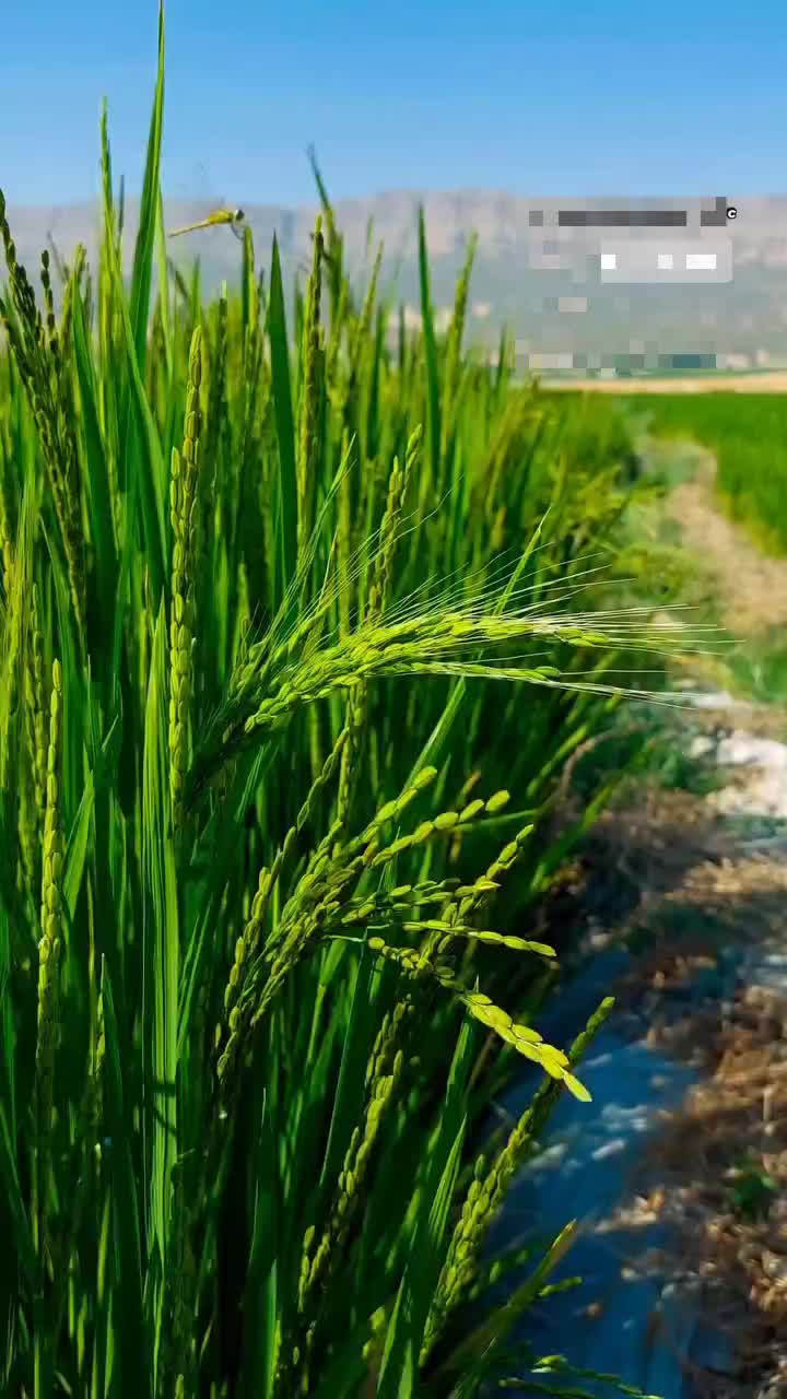 برنج کامفیروزی،و نیم دانه و خرده آشی اعلا،به شرط|خوردنی و آشامیدنی|شیراز, شهرک گلستان|دیوار