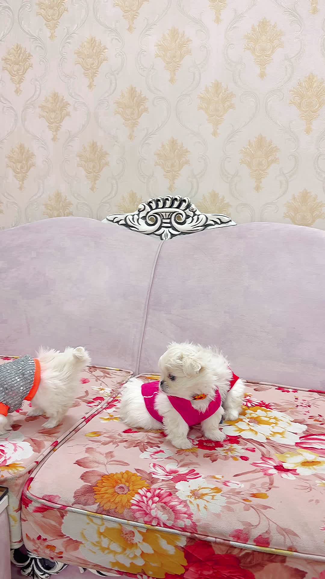 سگمینیاتوری نروماده۳ماهه تیکاپجیبی نیموجبپشمالو|سگ|تهران, نازیآباد|دیوار