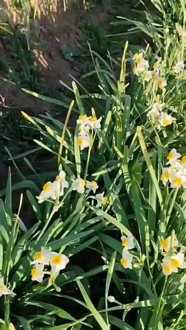 فروش عمده گل نرگس مستقیم از مزرعه به سراسر کشور|گل و گیاه طبیعی|شیراز, جوادیه|دیوار