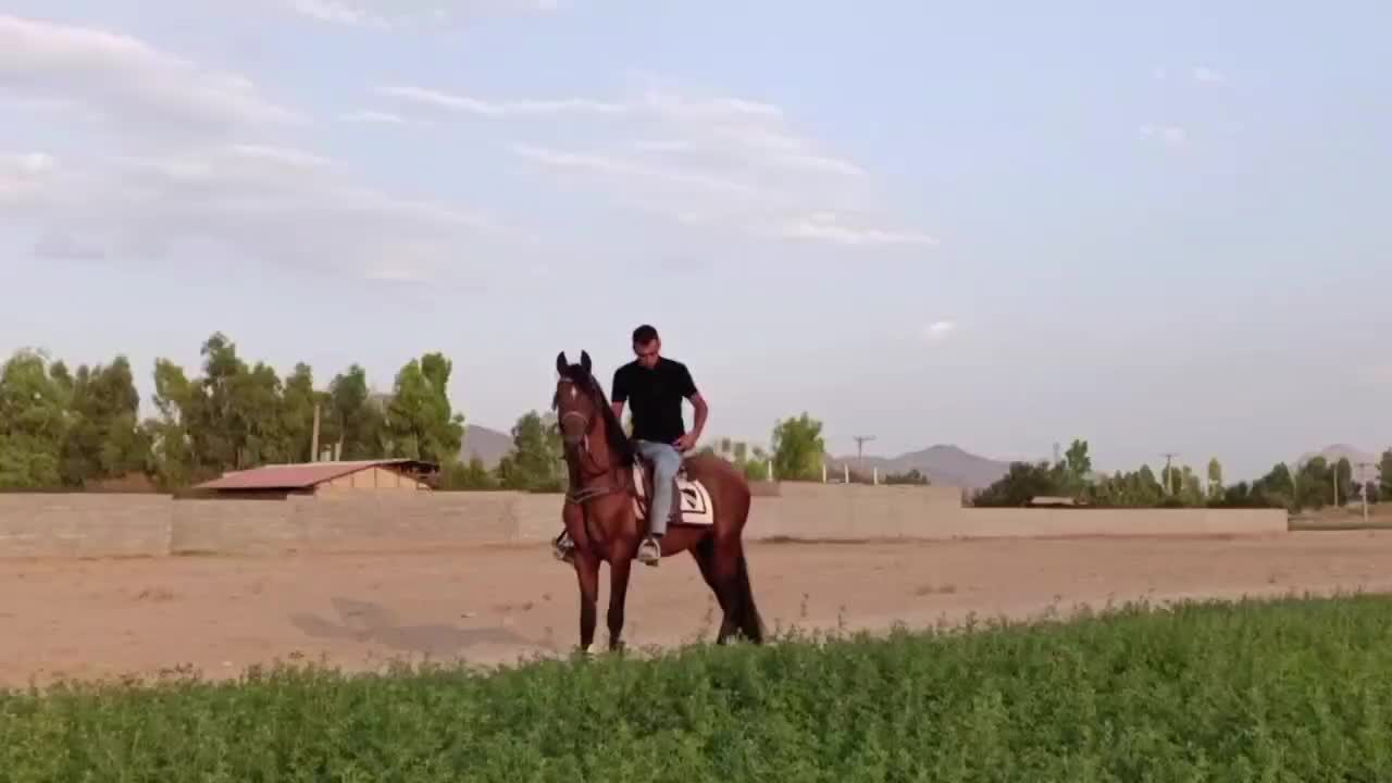 اسب|اسب و تجهیزات اسب‌سواری|آباده, |دیوار
