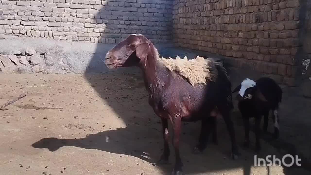 یک عدد میش جوان با دو عدد بره|حیوانات مزرعه|الشتر, |دیوار