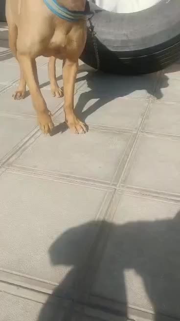 .. پیتبول ماده..|سگ|سیرجان, |دیوار