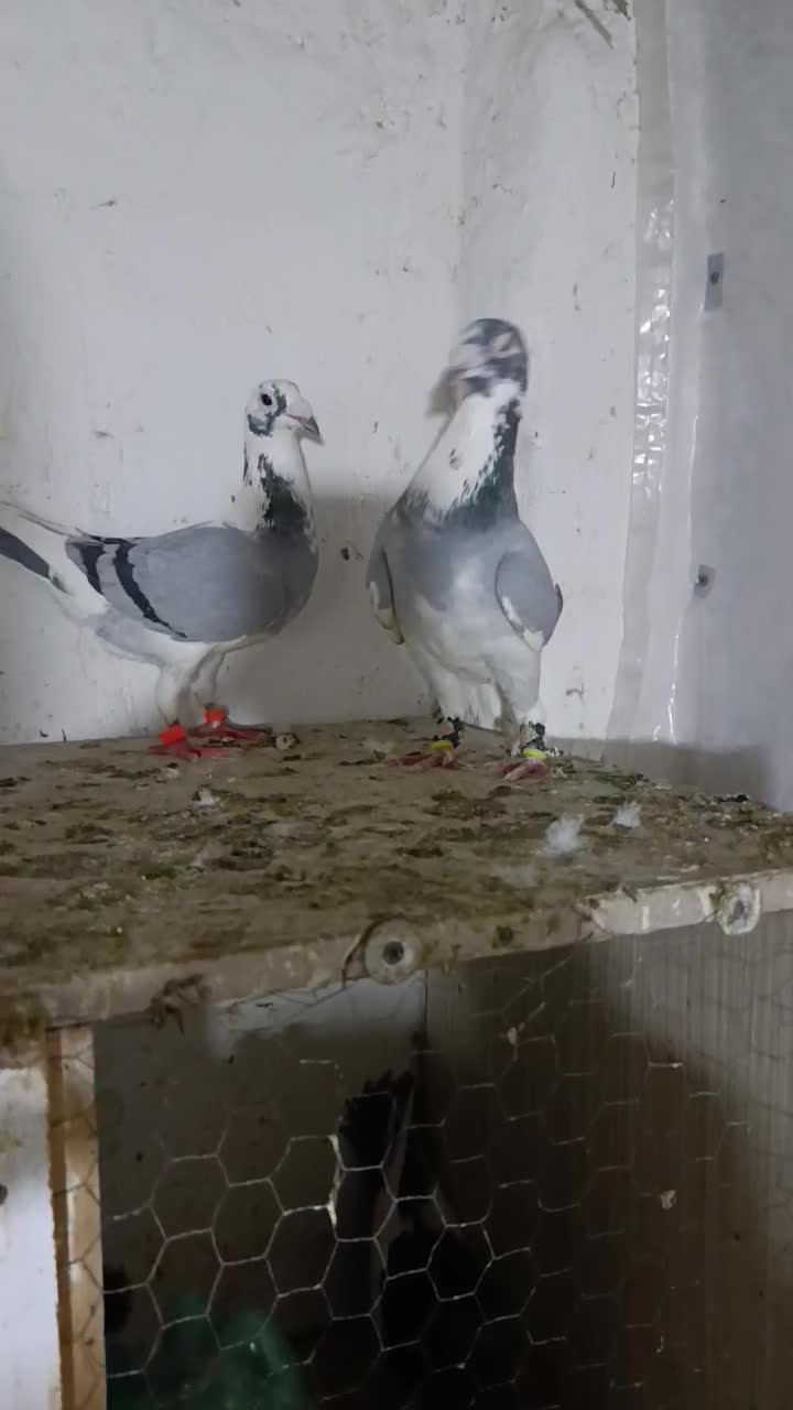 کبوتر|پرنده|نگین شهر, |دیوار