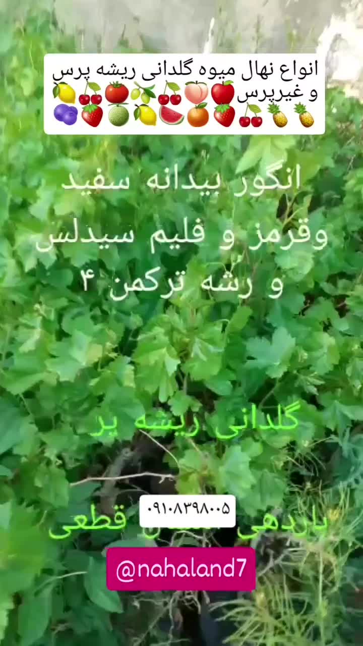 نهالR|گل و گیاه طبیعی|رباط‌کریم, |دیوار