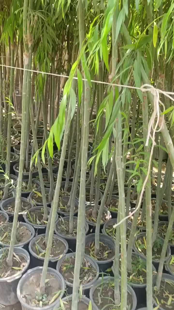 نهال  برای خنک شدن باغ بید مجنون گلدانی پیوند دار|خدمات باغبانی و درختکاری|کرج, چمران|دیوار
