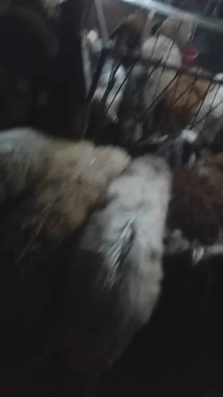 گوسفند|حیوانات مزرعه|ارومیه, |دیوار