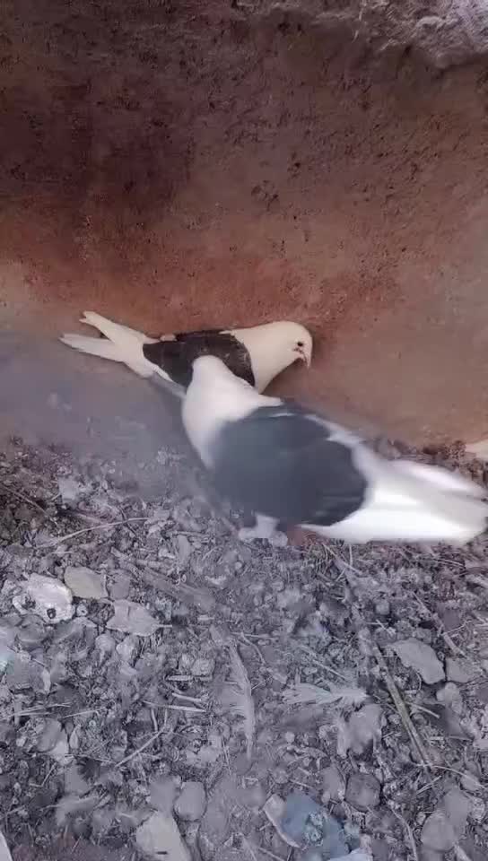 کیوتی|پرنده|زهک, |دیوار