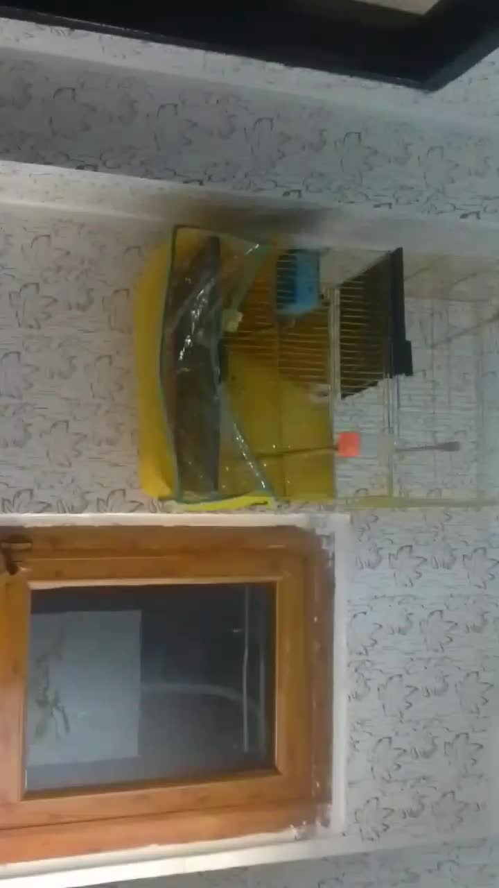 قناری جفت|پرنده|بندرعباس, |دیوار