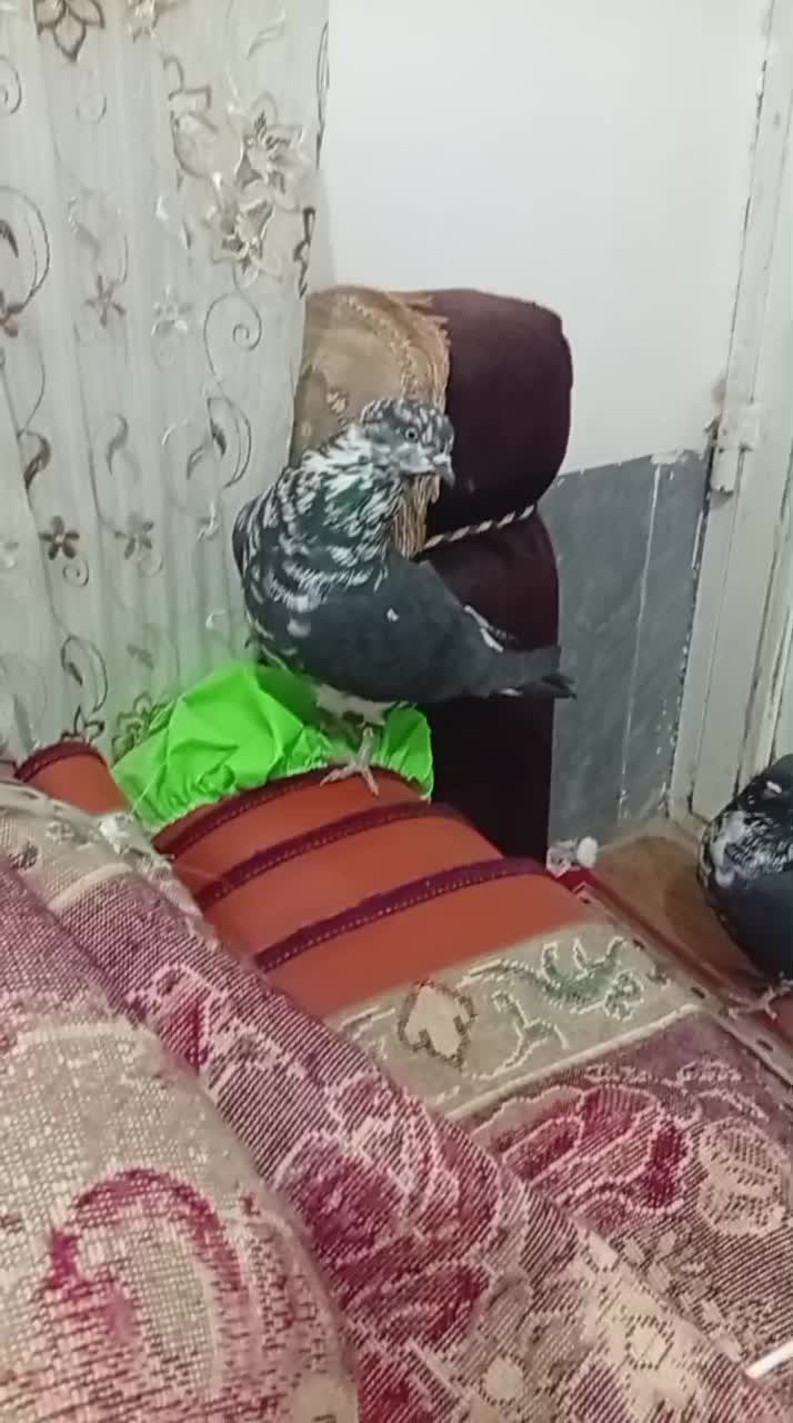 کبوتر|پرنده|مرودشت, تخت جمشید|دیوار