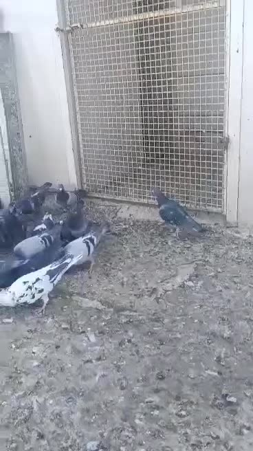 کبوتر. کفتر. پرنذه|پرنده|شیراز, گویم|دیوار