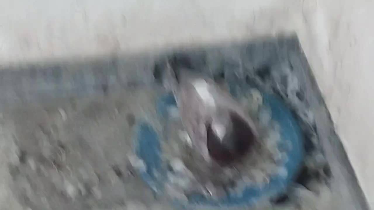 کبوتررنگی|پرنده|اهواز, کوی صادقیه|دیوار