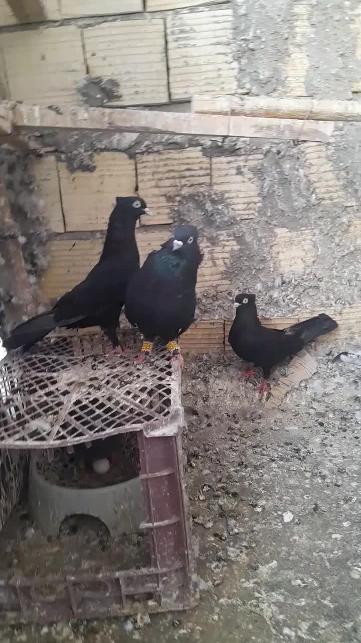 سه عدد زاغ|پرنده|بم, |دیوار
