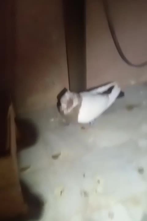 پرنده|پرنده|الوند, |دیوار