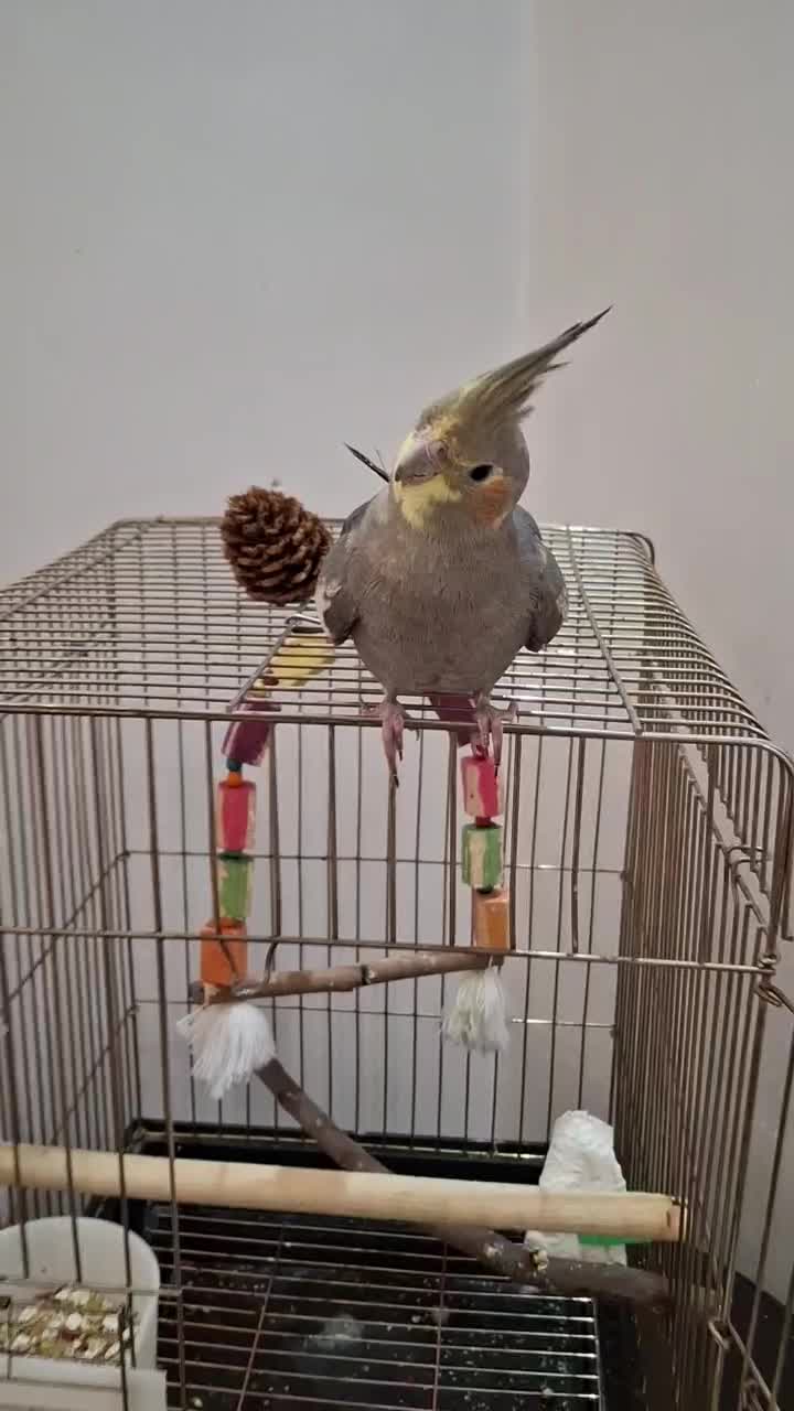 عروس هلندی نژاد سینامون|پرنده|شهریار, شهرک شاهد|دیوار