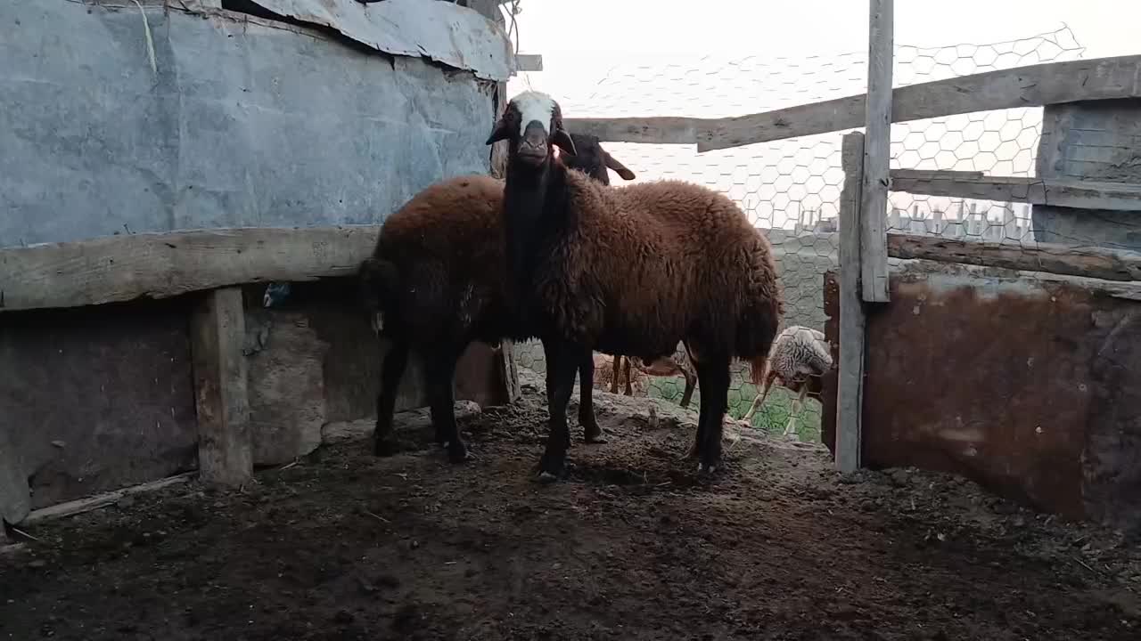 یکعددبرهقوچ|حیوانات مزرعه|گمیشان, |دیوار