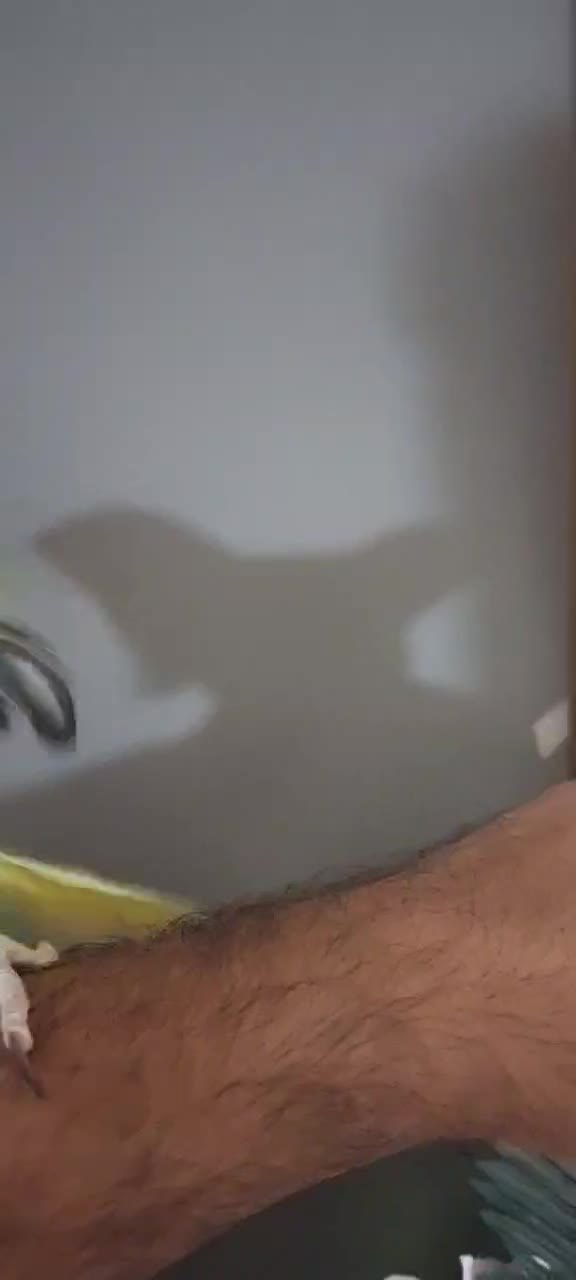 طوطی ملنگو دستی|پرنده|اهواز, زندوکیلی|دیوار