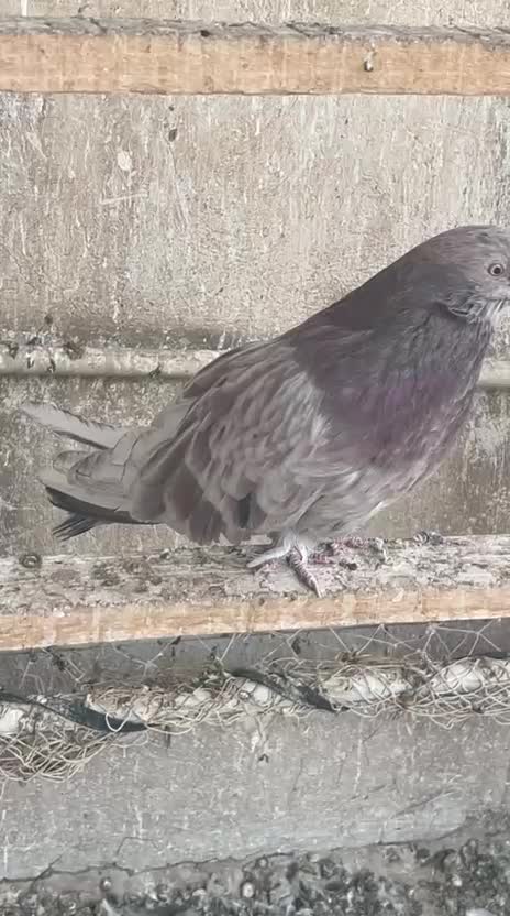 کبوتر|پرنده|تهران, فردوسی|دیوار