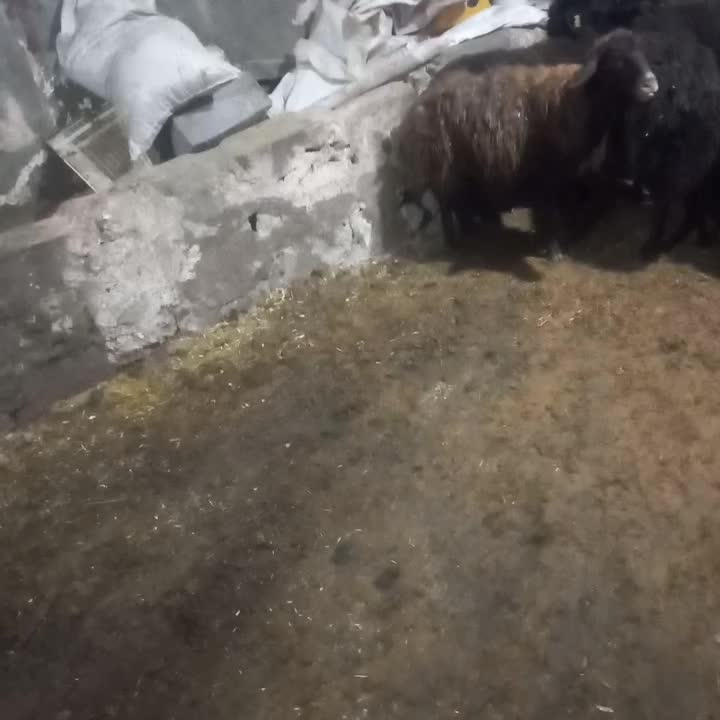 تعداد۱۶ میش دورگ افشار|حیوانات مزرعه|دهگلان, |دیوار