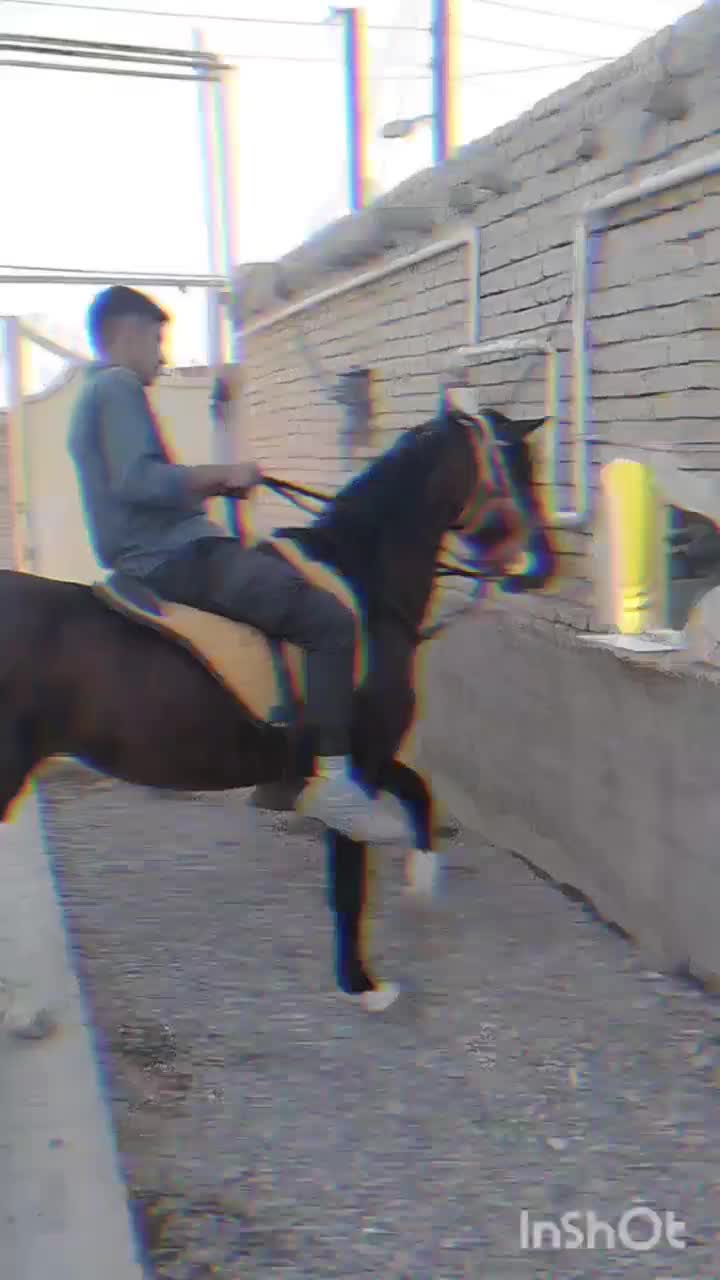 اسب 6ساله|اسب و تجهیزات اسبسواری|سلماس, |دیوار