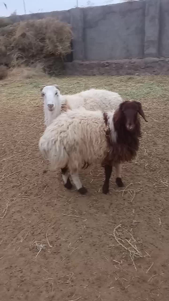 جفت بره قوچی درجه یک|حیوانات مزرعه|گزیک, |دیوار