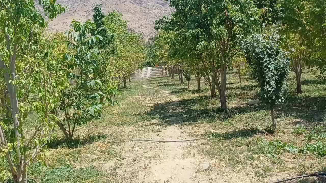 اسب عرب کره ۲/۵سال|اسب و تجهیزات اسب‌سواری|تهران, ایران|دیوار