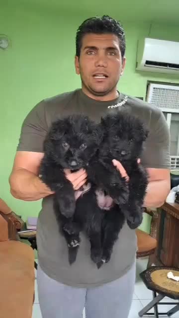 پرورش سگهای گارد|سگ|قم, زنبیل آباد|دیوار