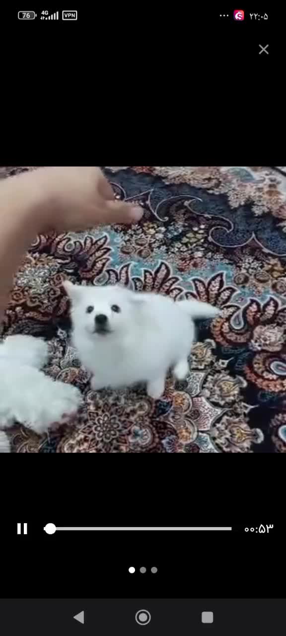 فروش سگ شیتزو پنج ماهه کاملن سالم  ماده|سگ|جم, |دیوار