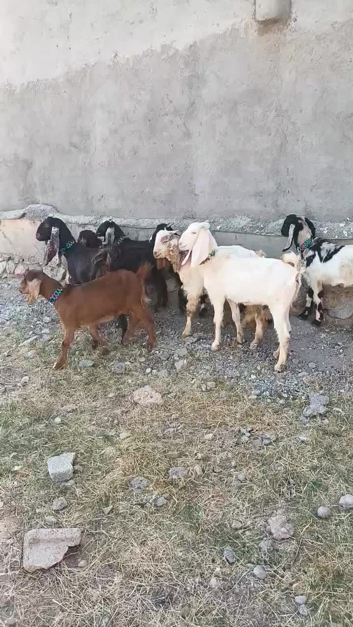 ۹ عدد بزغاله ماده دوقلو وسه قلو جنس خوب|حیوانات مزرعه|خواجه, |دیوار