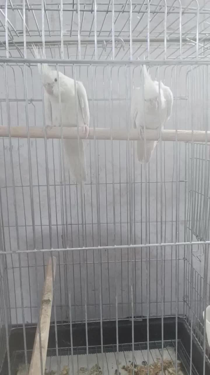 عروس هلندی آلبینو مولد و جوجه سرلاکی|پرنده|شیراز, شهرک ترکان|دیوار