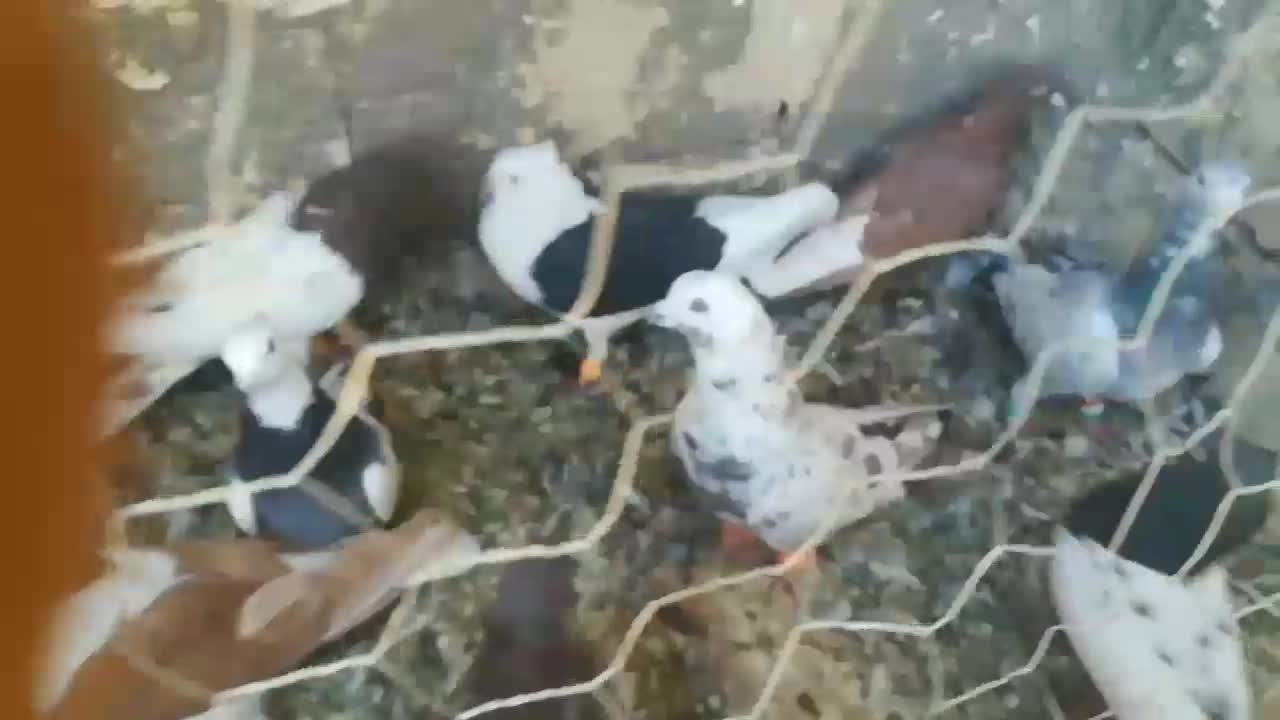 ۱۲تا کفتر رنگه پرشی ضدخوردی|پرنده|تربت جام, شیخ احمد جامی|دیوار