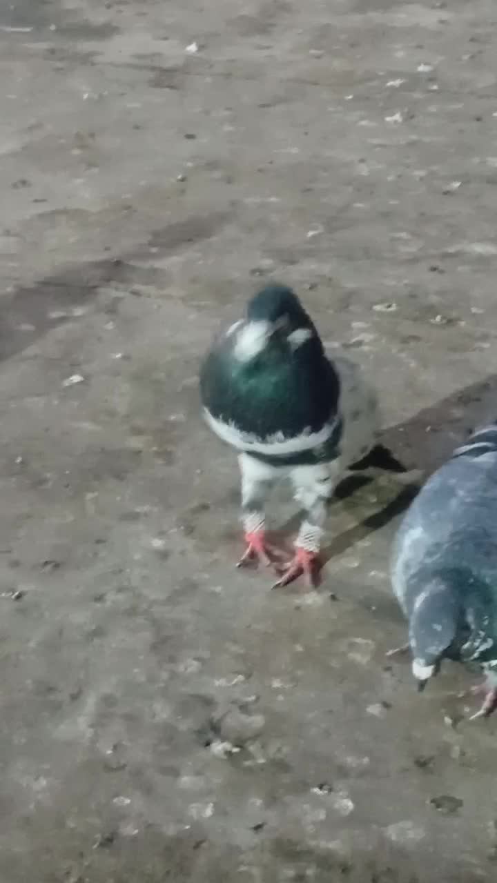 کفتر.پرنده|پرنده|مشهد, انصار|دیوار