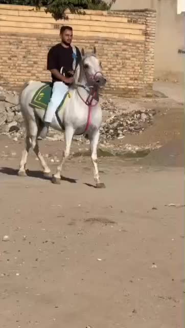 اسب کرد مادیان ۹سال|اسب و تجهیزات اسبسواری|چهاردانگه (تهران), |دیوار