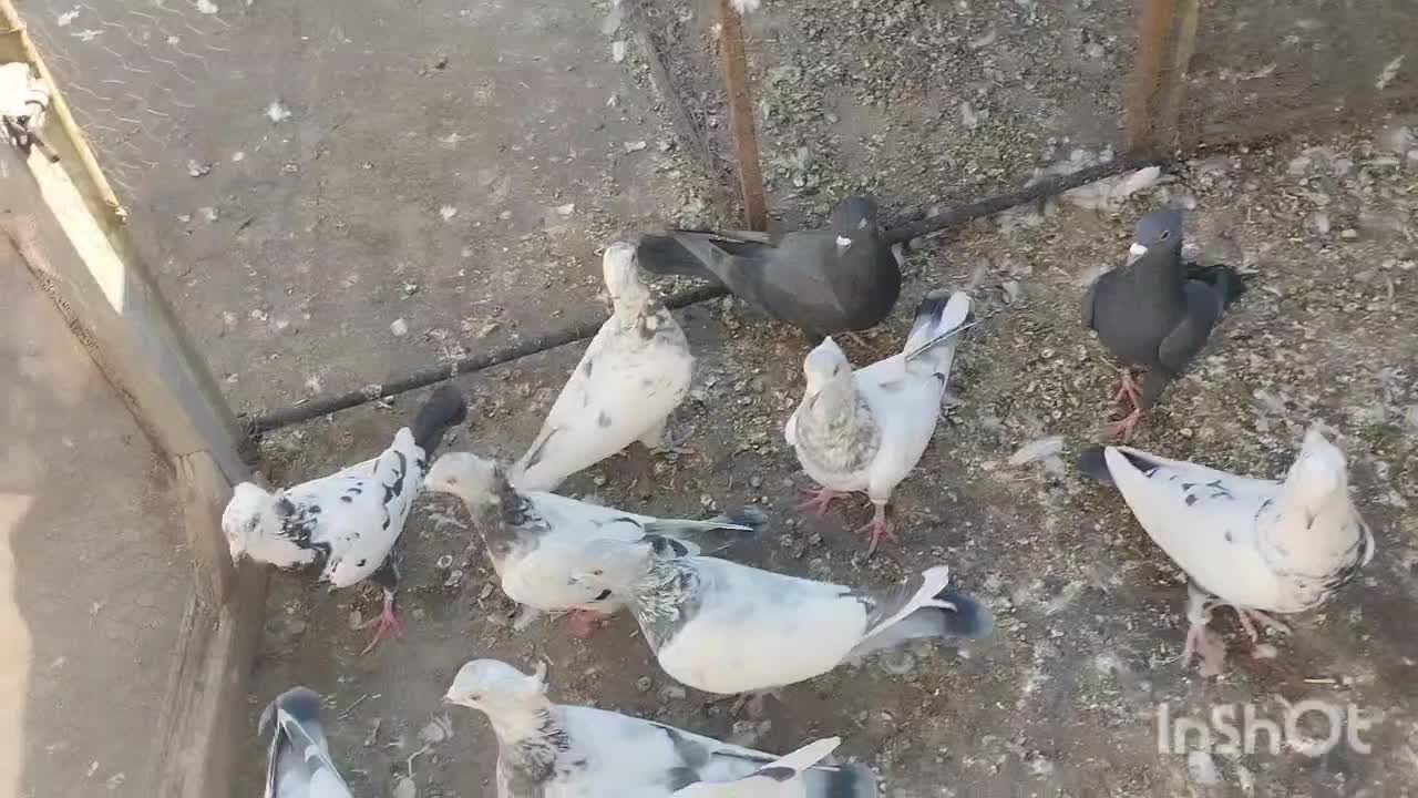 ۴۵ عدد هوایی|پرنده|مشهد, عیدگاه|دیوار