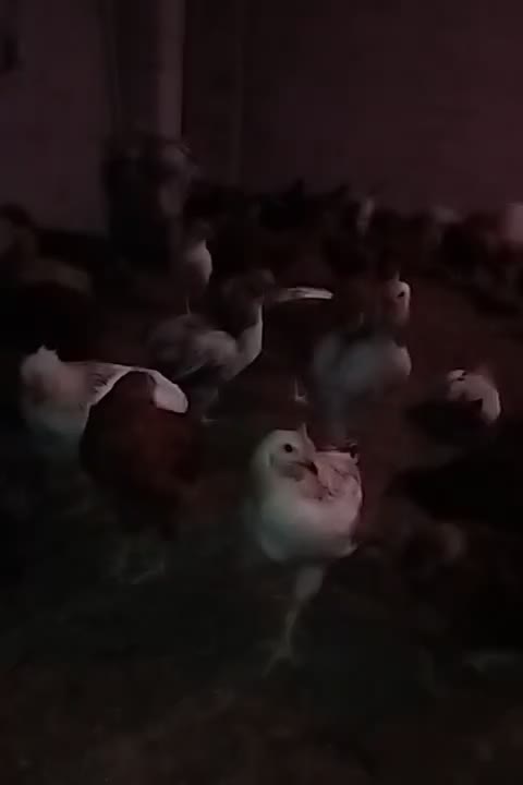 دام و طیور|حیوانات مزرعه|دابودشت, |دیوار