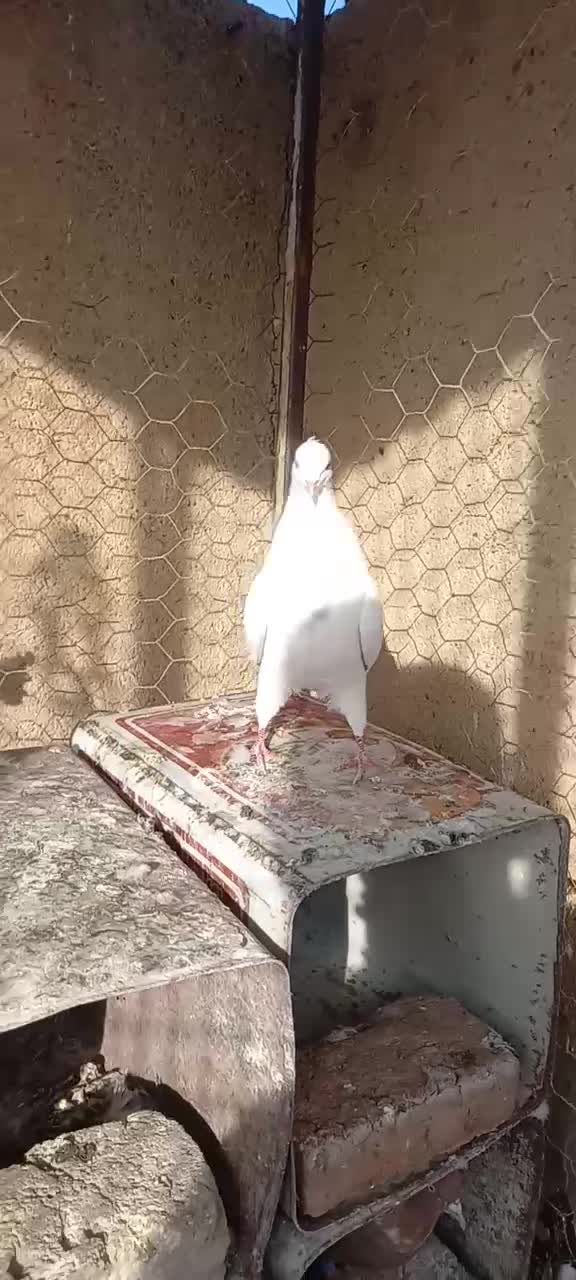 تهرانی درجه یک|پرنده|بروجرد, |دیوار