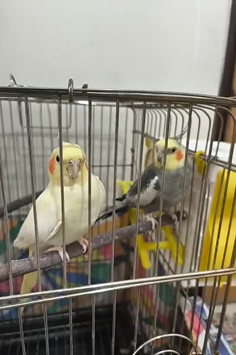عروس هلندی نر و ماده درجه یک خانگی باوسایل کامل|پرنده|کرمانشاه, |دیوار