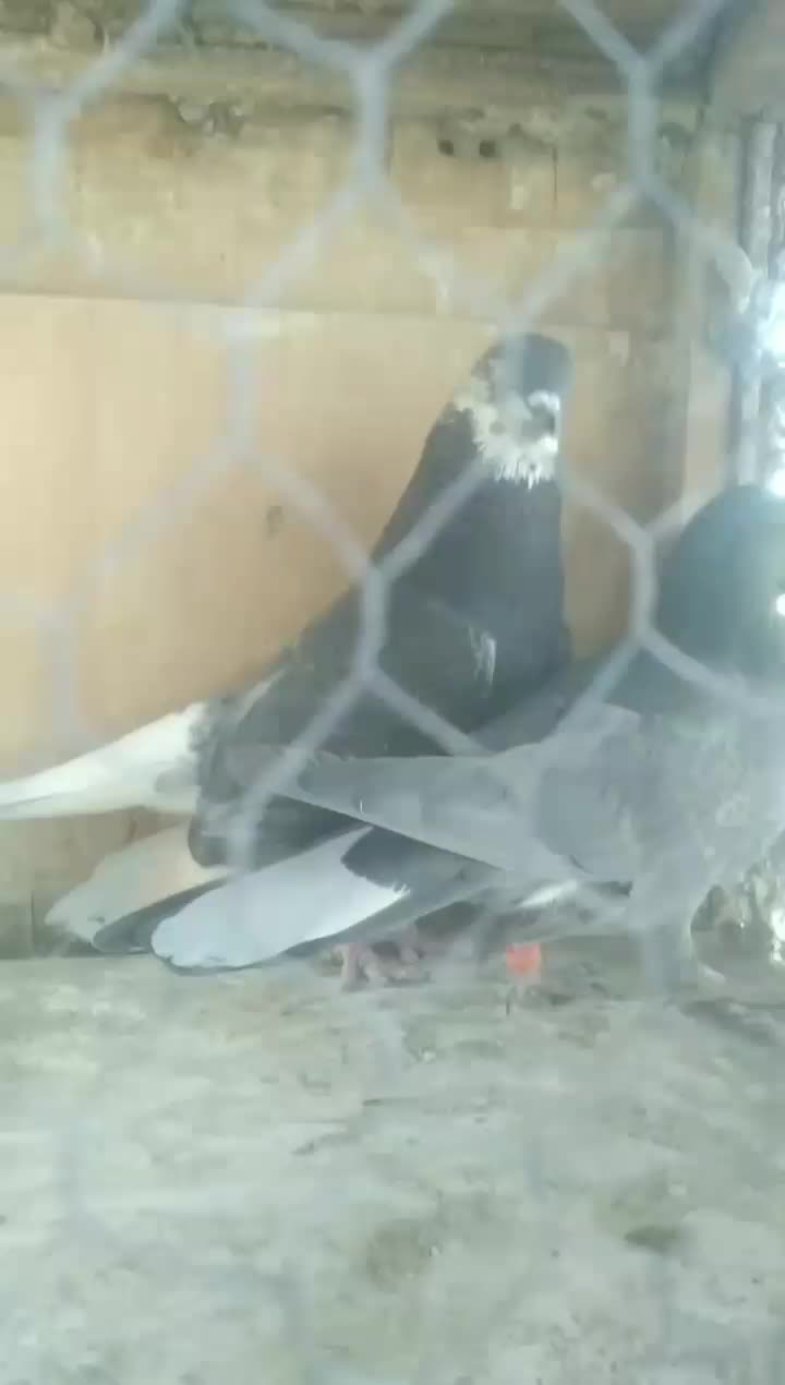 کفتر‌پرشی|پرنده|ری, عباس‌آباد|دیوار