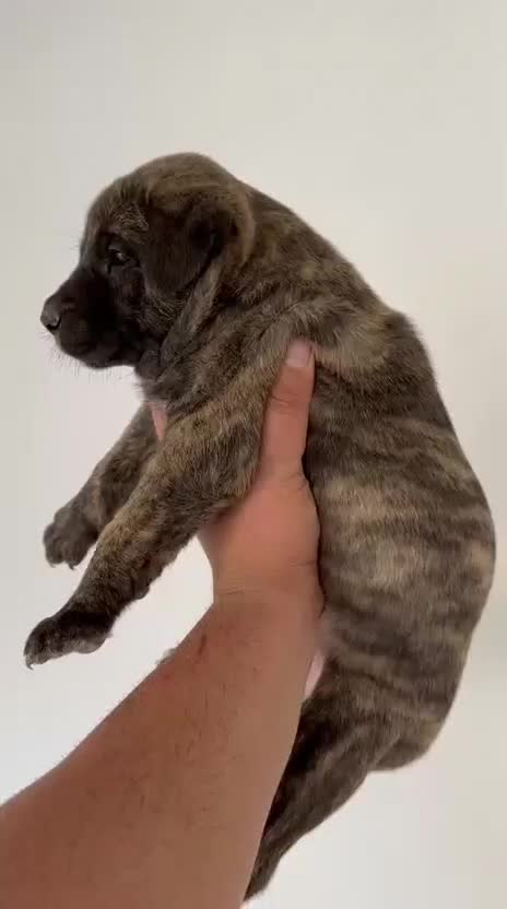 توله سرابی|سگ|یزد, |دیوار