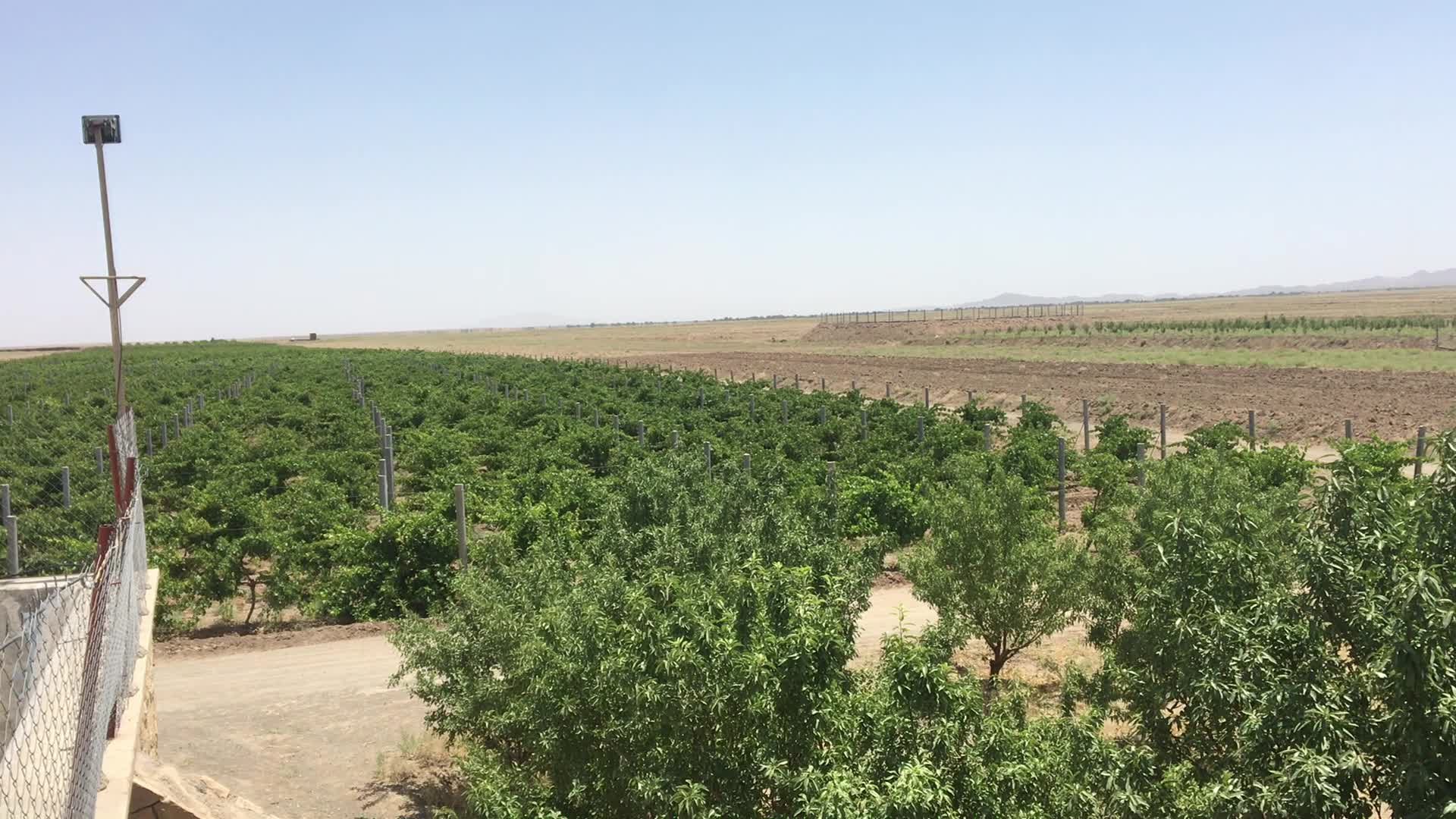 اجاره باغ انگور با ۲۰ ساعت اب چاه عمیق|اجارهٔ دفتر صنعتی، کشاورزی، تجاری|سبزوار, ابوریحان|دیوار