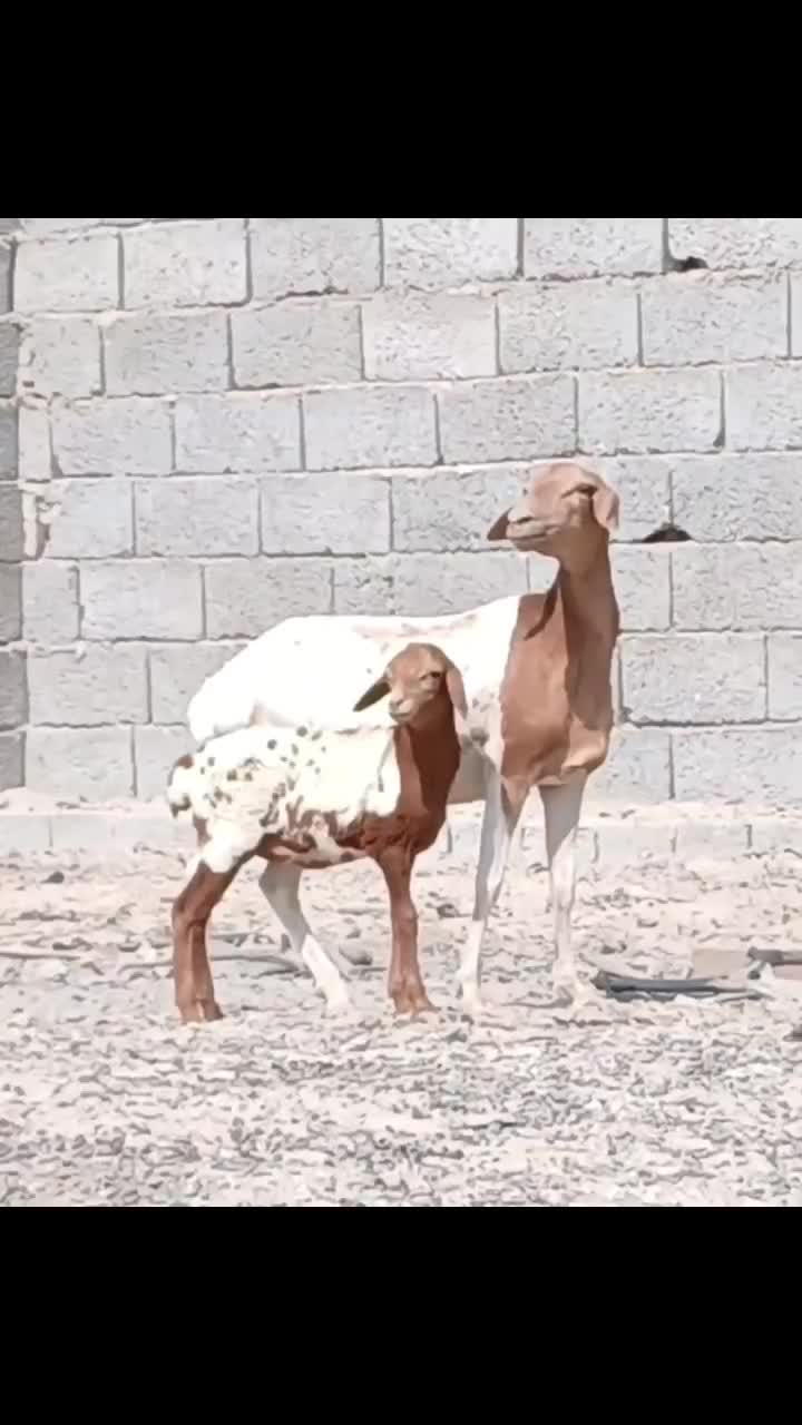 بره با بچه برشن|حیوانات مزرعه|بندرعباس, |دیوار