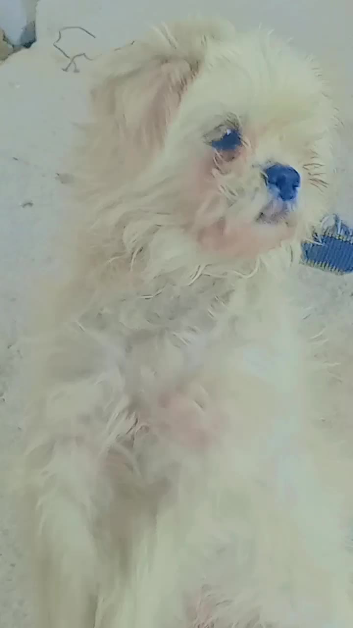 سگ گم شده مژدگانی داده میشود|سگ|علیآباد کتول, |دیوار