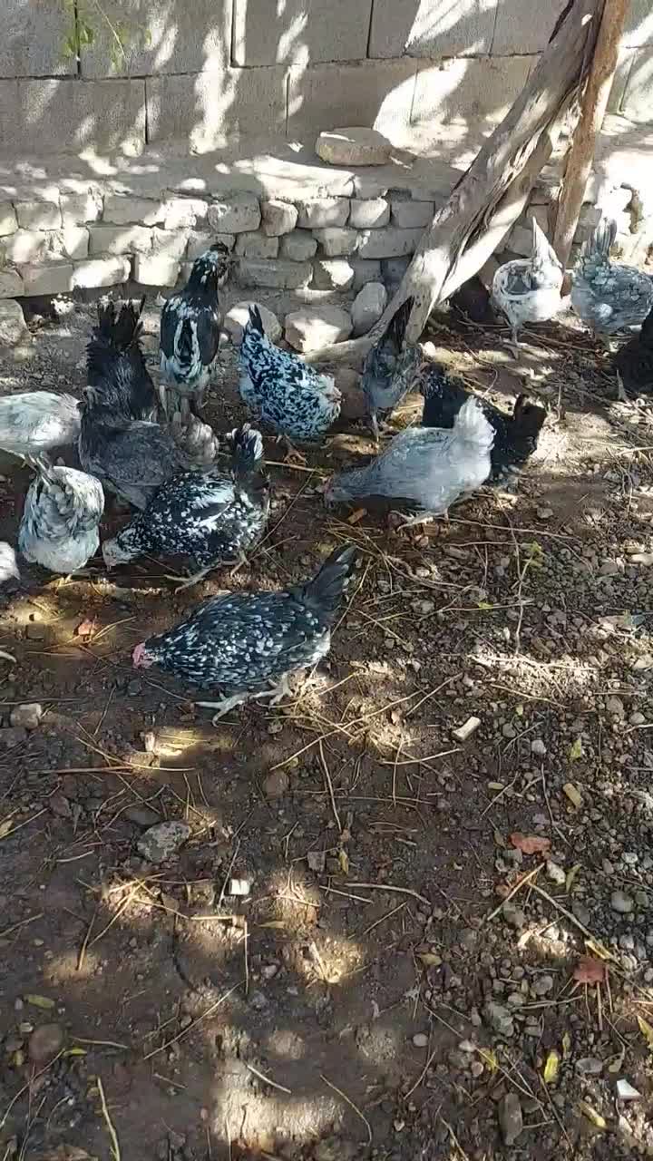 تخم مرغ نطفه دار نژاد گلین|حیوانات مزرعه|رفسنجان, |دیوار