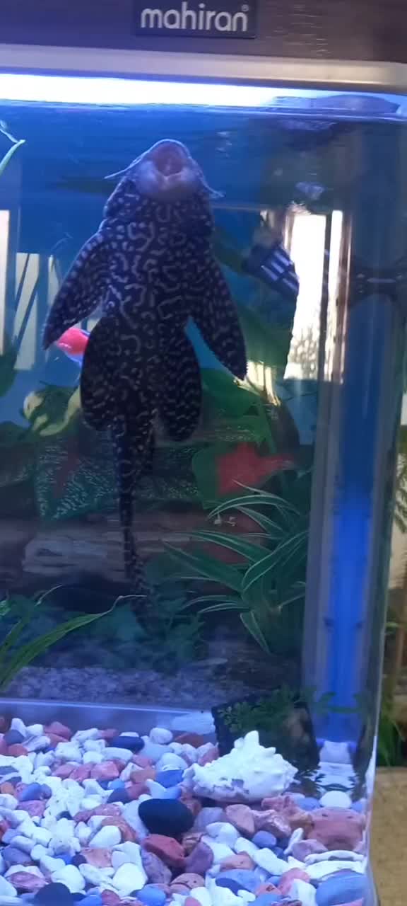 ماهی کت لجن خوار|ماهی|پردیس, فاز ۲|دیوار