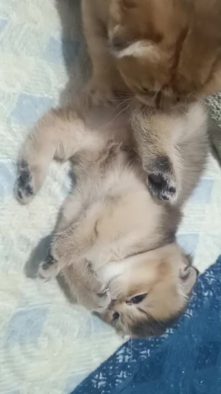 سرپرستی اسکاتیش بریتیش|گربه|بوشهر, |دیوار