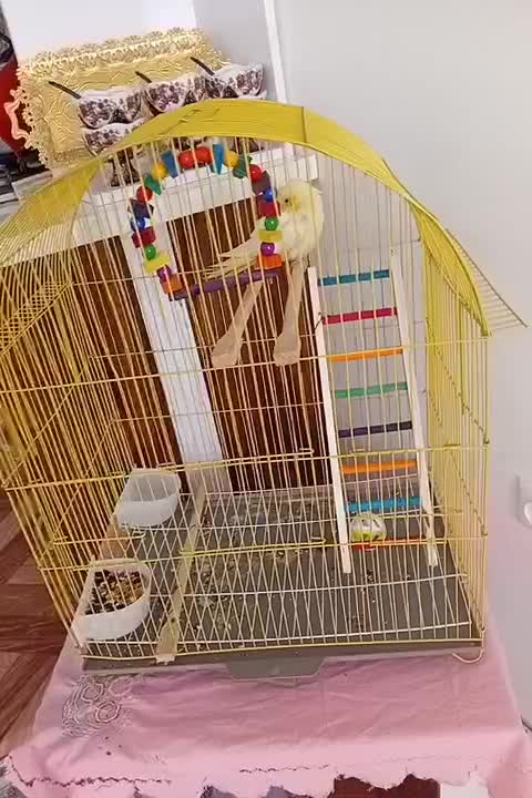 طوطی عروس هلندی نر رام با قفس|پرنده|اردبیل, |دیوار