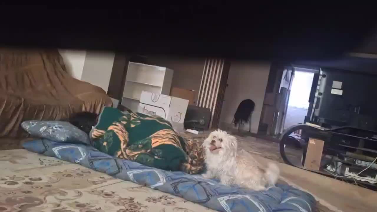 گم شدن سگ|حیوانات|بم, |دیوار