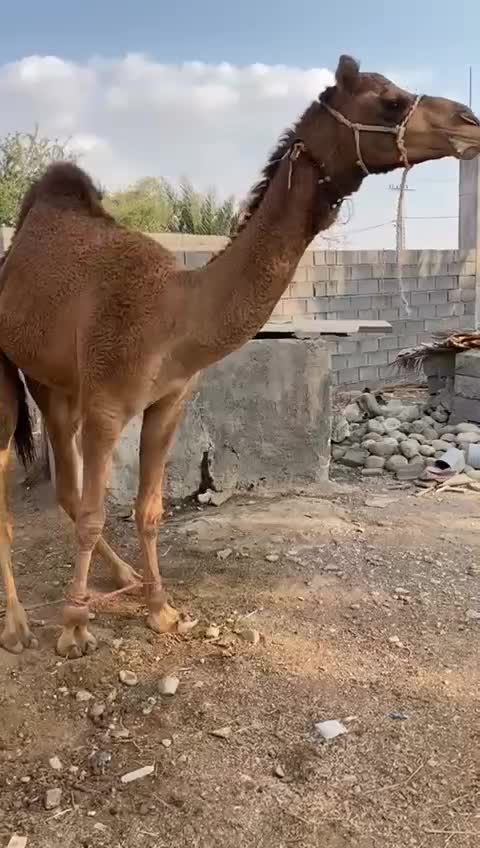 شتر نر|حیوانات مزرعه|میناب, |دیوار