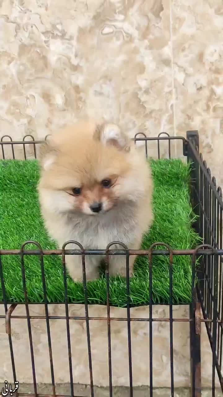 پامرانین خرسی عروسکی سایز ریز|سگ|گرگان, |دیوار