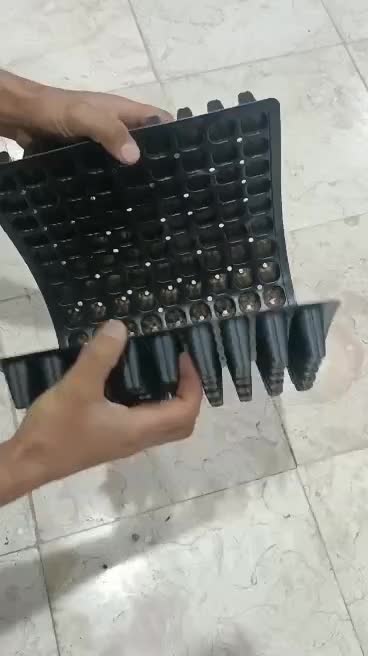 سینی کشت نشا|گل و گیاه طبیعی|محمدشهر, همایون ویلا|دیوار